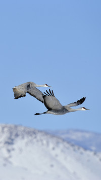 Why are there no large animals in the sky