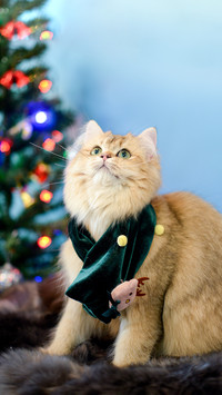 长毛猫护理小技巧