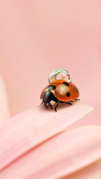 International-Ladybug
