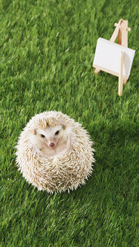 International-Hedgehog