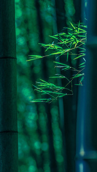 The beauty of bamboo in poetry 1