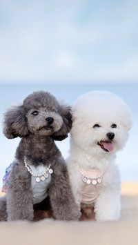 The bichon frise and poodle in front of the seaside