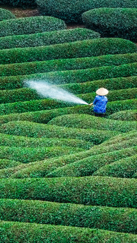 Working in the fields