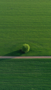 The Bright Green Wheat Field Separated by the Road