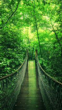 Rainy day at yunqi bamboo path