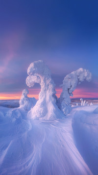 Rare snow trees in the arctic circle
