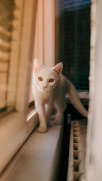 A beautiful shot of a white cat walking on a windowsill