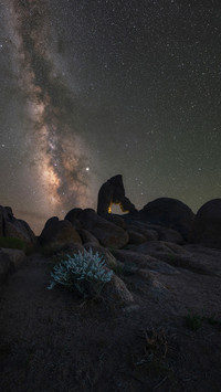 Milky Way Galaxy behind Boot Arch with a bush in front