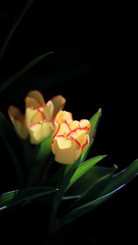 Tulips in Kunming, Yunnan Province Are in Full Bloom