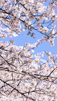 Cherry blossoms in splendor