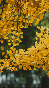 The ginkgo trees in autumn reflect the ancient temple