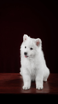 Dog432