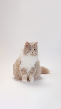 Cats come with white gloves