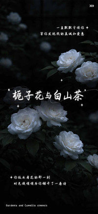 栀子花与白山茶