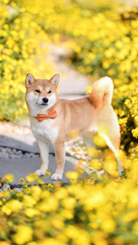 Flower bush firewood dog 49