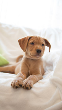 Brown Puppy on White Sheets, Pure Joy in Simplicity