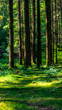 Forest Green Path