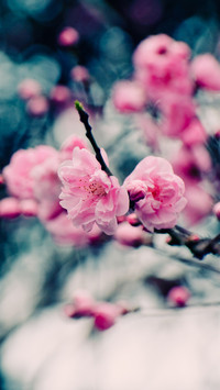 盛开的桃花