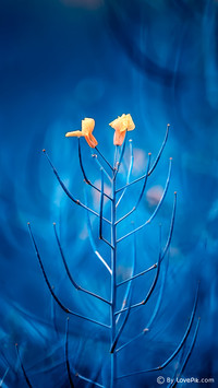 LovePik_Plant (3)