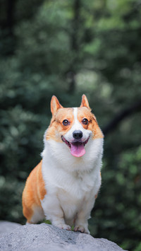 What are the instincts of dogs