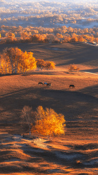 Some colors of autumn 2