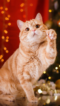 Cute animals-05