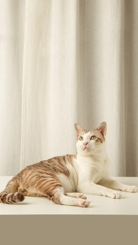 Gray striped white cat on a white background