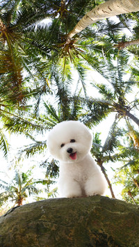 Do you have to choose purebred dogs to buy 6