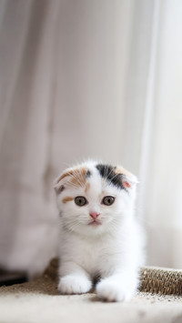 探秘猫咪的神秘世界