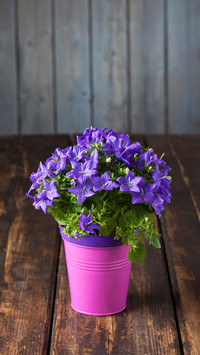 Common mistakes in raising flowers 01