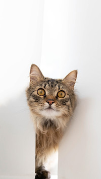 Fluffy Tabby Cat Peeking Through White Blinds