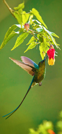 Bird green-PAIXIN