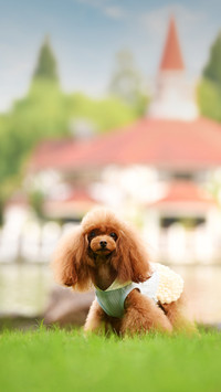 Will dogs be spoiled 3