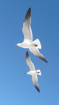 Low angle view of seagull flying against blue sky