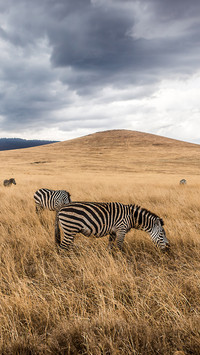 Wild animals-03