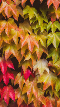 Macro  (20)