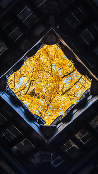 Looking up autumn has arrived