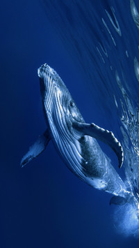 Blue whale swims
