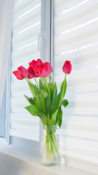 Window roller system day and night, fabric roller blinds