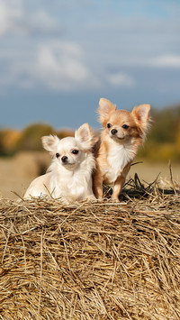 Chihuahua breed dog on a haystack