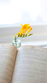 Yellow flowers in a small vase in front of a window