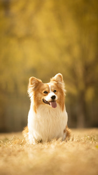 Dog7
