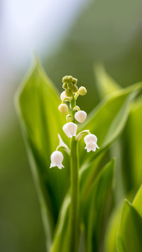 Lily of the valley though small is highly toxic