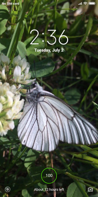 White butterfly Aporia