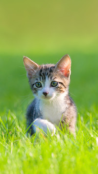 Little Striped Kitten Hiding in the Grass