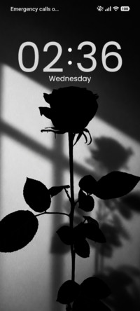 Dark ? Rose