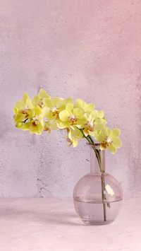Master the tips for cultivating orchids