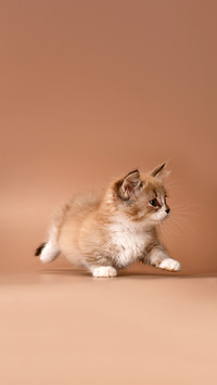 Nice cute adorable brown chocolate munchkin kitten
