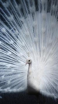 India-Peacock