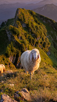 The sheep on the top of the mountain